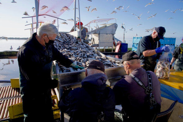 Herring being loaded into bags