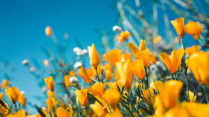 Mindfulness and Compassion in Parenting - Spring 2024 (April 3 - June 12, 2024)