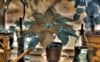 Image of plants representing alternative autism treatments